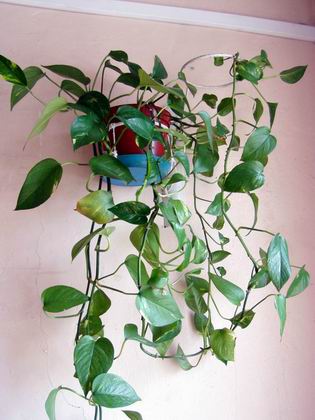 Сциндапсус. Комнатные растения