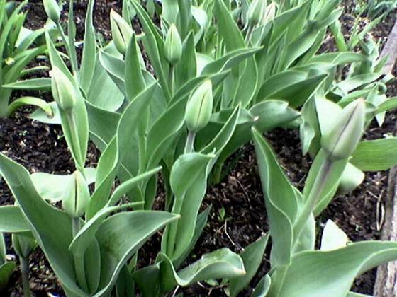 Нераскрывшиеся бутоны. тюльпаны