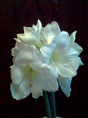 Mont Blanc. гиппеаструмы