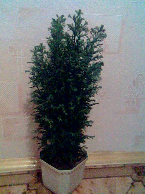 Комнатные растения