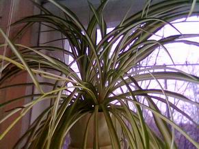 Хлорофитум. Комнатные растения