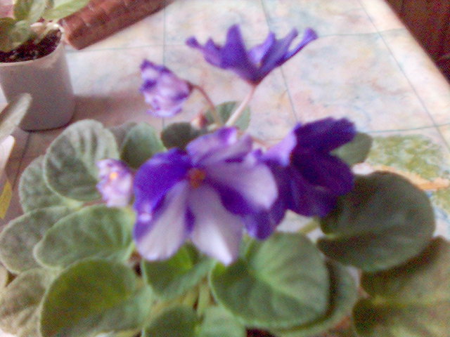 Сенполия Аляска. Мои цветы (садовые и домашние)