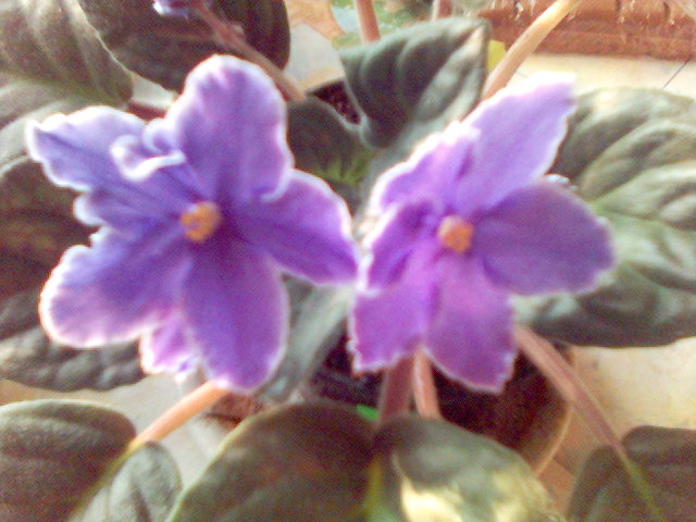 Сенполия Rain Man. Мои цветы (садовые и домашние)