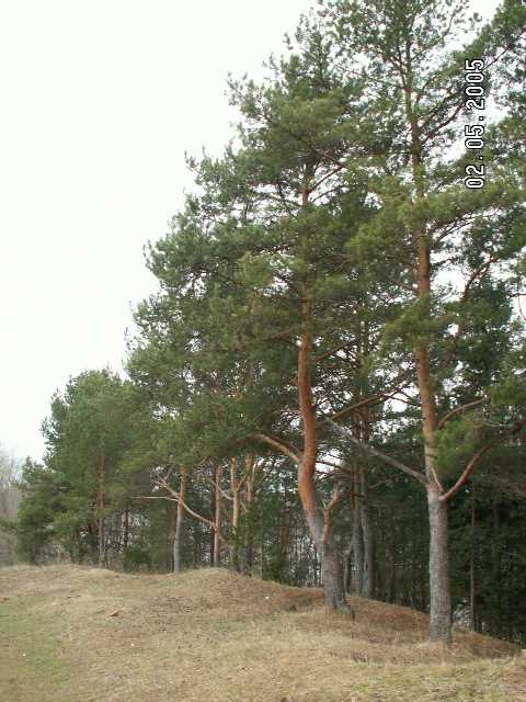 Сосны. Селигерский край в мае