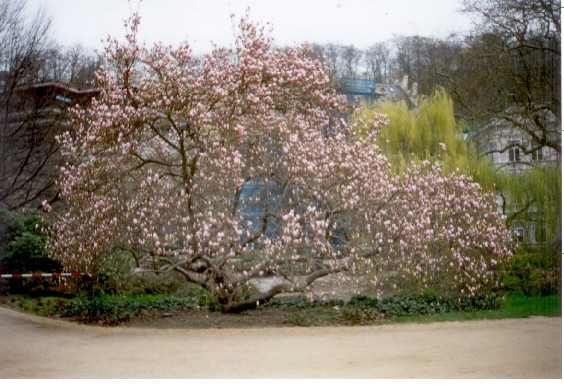 Большое дерево без листьев, но с огроменными цветами. Карловы Вары 2005