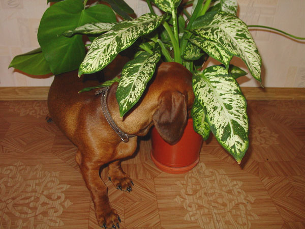 Что тут у вас?. Джеф