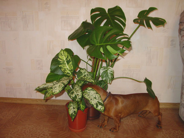 Однако, диффенбахия.. Джеф