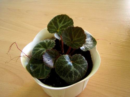 Камнеломка. Комнатные растения