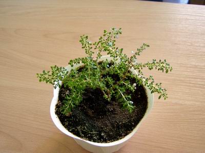 Пилея. Комнатные растения