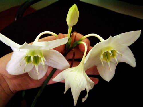 Цветущий Эухарис. Комнатные растения