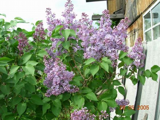 Сирень. Садовые растения