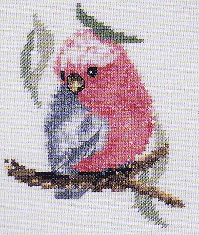 DMC Baby Galah. Birds