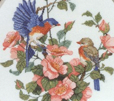 CSW Eastern Bluebirds. Birds