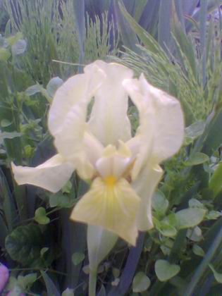 бледно-жёлтый с белым_низкий. ирисы