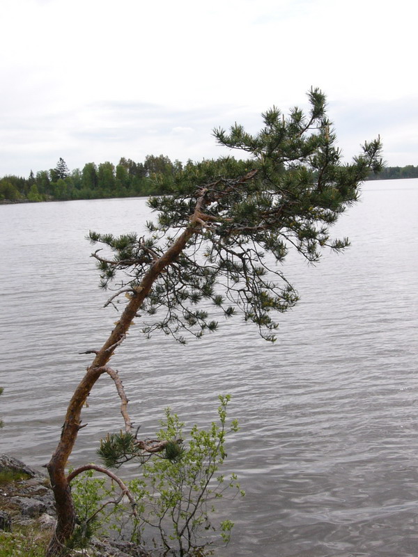 Ладога. На ялах поЛадожским шхерам