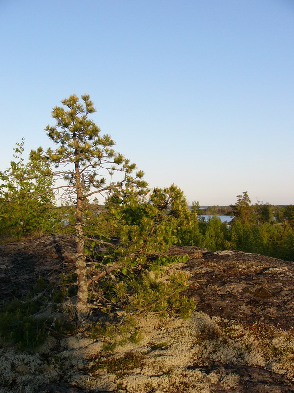 Ладожские сосенки. На ялах поЛадожским шхерам