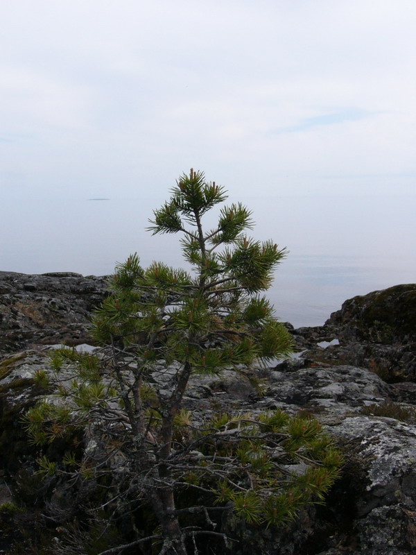 сосенки, камни. На ялах поЛадожским шхерам