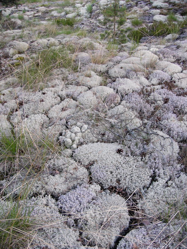 Мховый ковер. На ялах поЛадожским шхерам