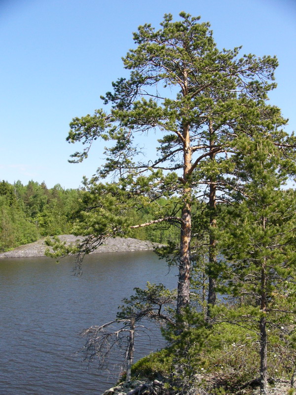 На ялах поЛадожским шхерам