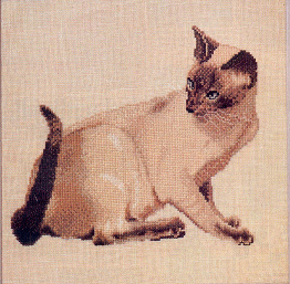 Siamese Cat. Cats