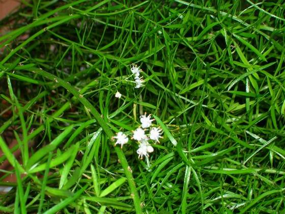 Цветущий аспарагус. Комнатные растения