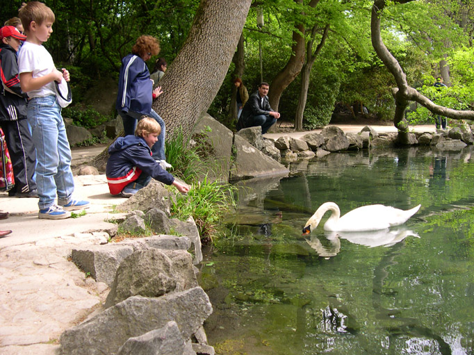 Кормим лебедя. 05 Майский отдых в Крыму