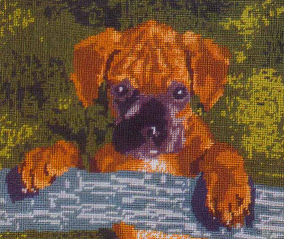 Boxer Puppy. Animals: