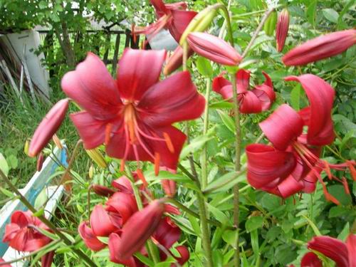 Лилия Люстра. лилии