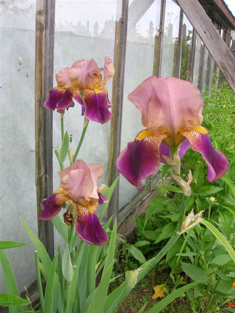 ирисы