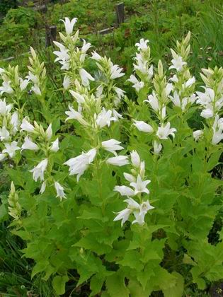 колокольчики