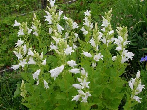 Белые. колокольчики