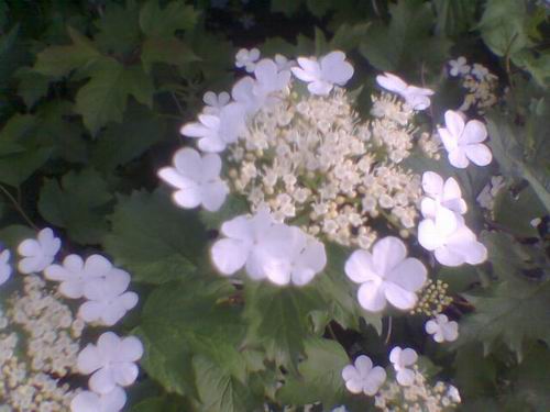 Калина. Садовые растения