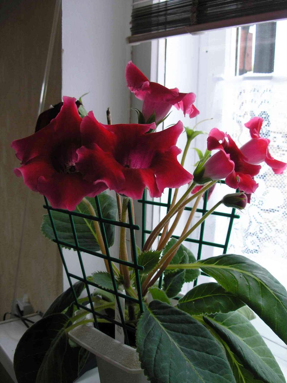 Этуаль де Ф.. Фотки с удаленных рег