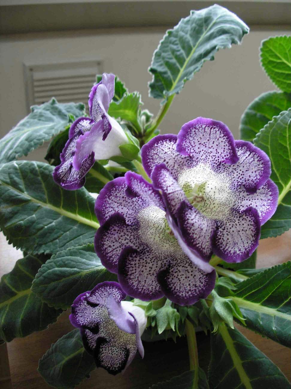 Тигрина блу. Фотки с удаленных рег