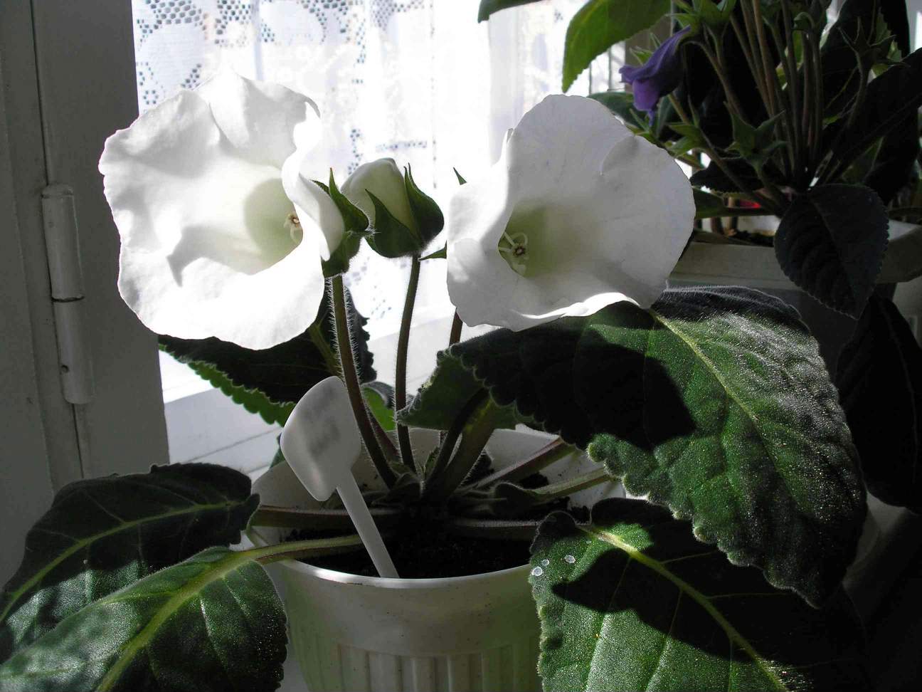 Мон Блан. Фотки с удаленных рег