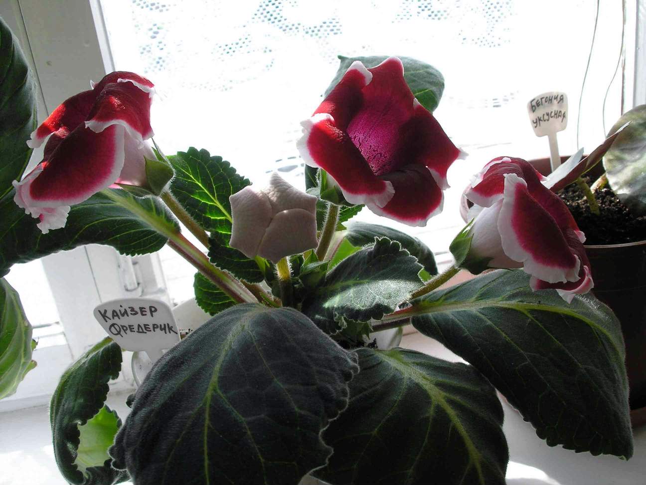 Кайзер Фредерик. Фотки с удаленных рег