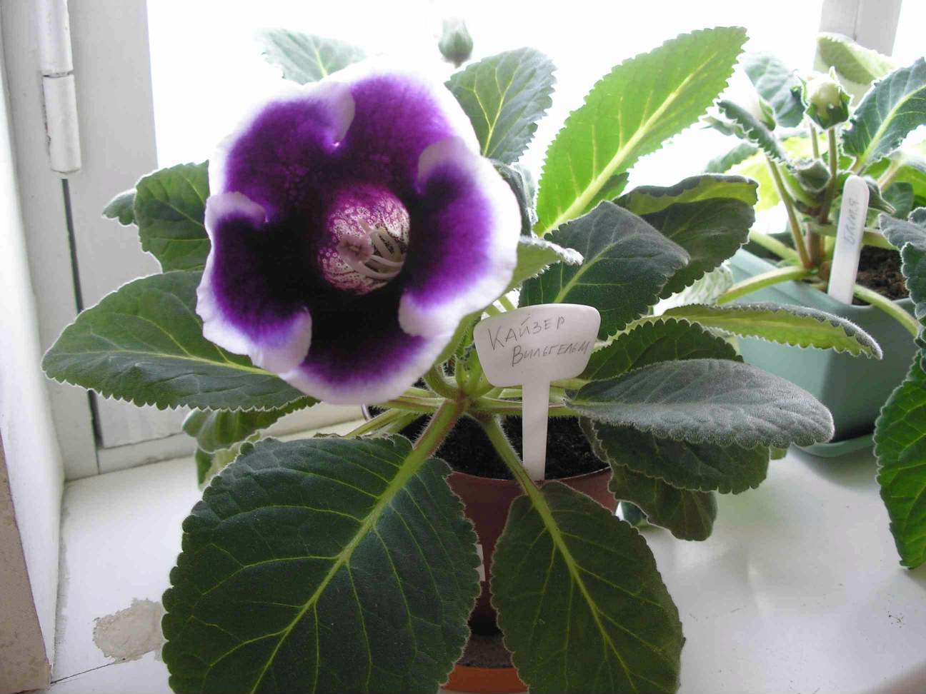 Кайзер Вильгельм. Фотки с удаленных рег