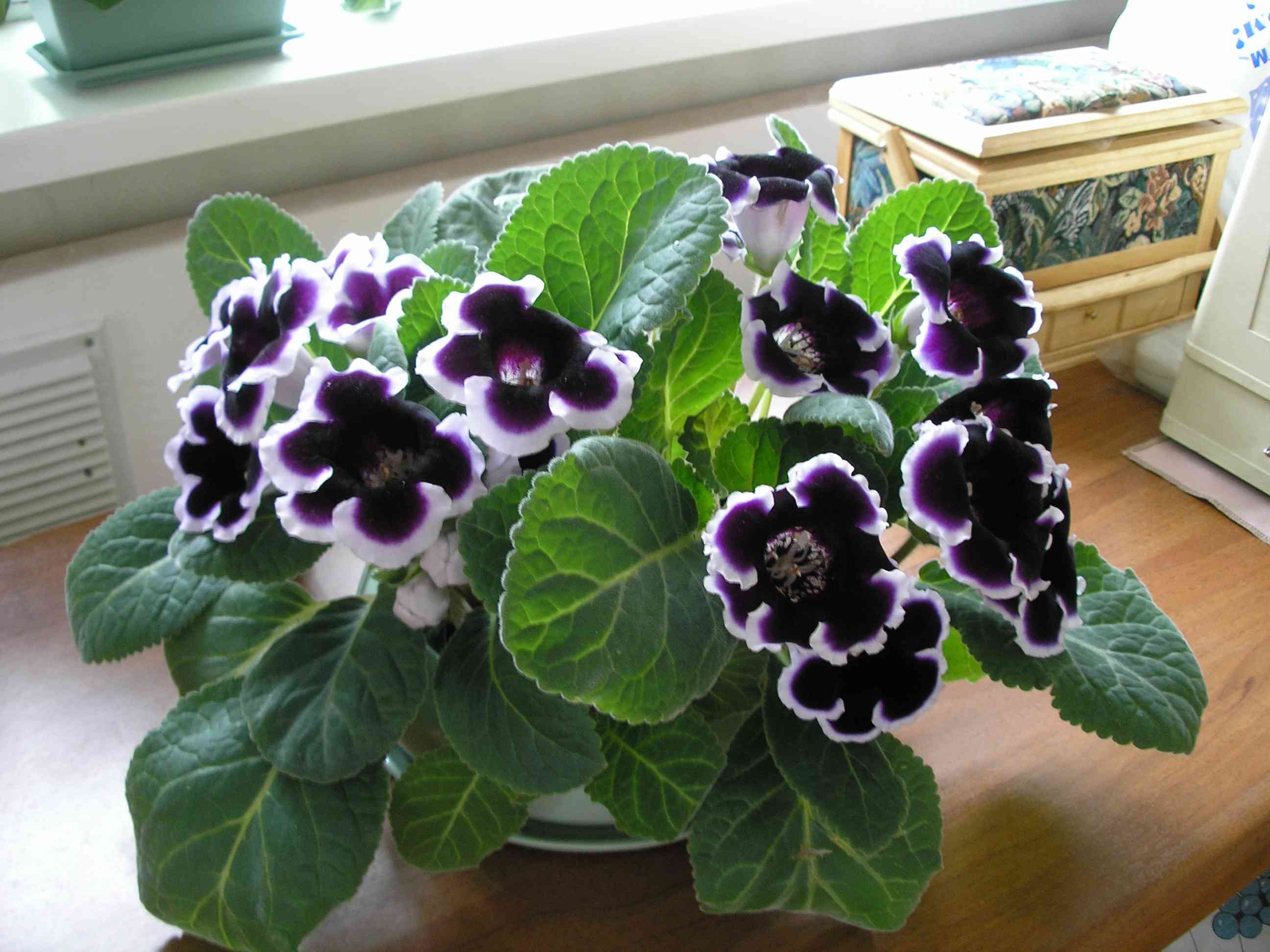 Вместо Голливуд. Фотки с удаленных рег