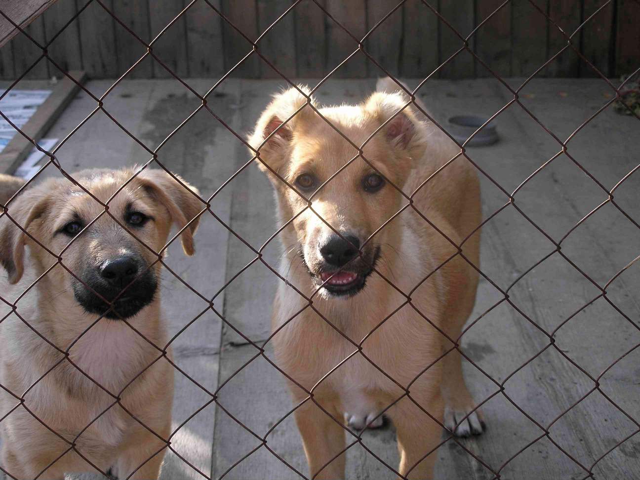 Филя и Фрося. Питомцы