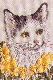 GBG Kitten Called Patches. Cats