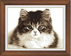 Cat from Korea. Cats