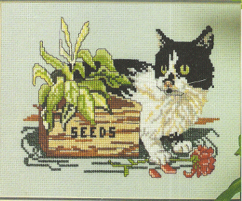 Canterbury Missy. Cats