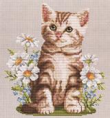 Summer Kitten. EMS Cats