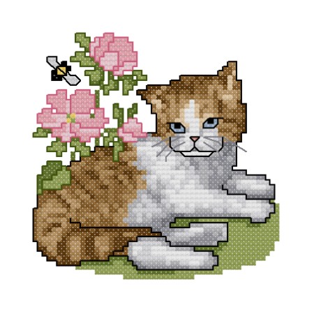 Ginger & White Kitten. EMS Cats