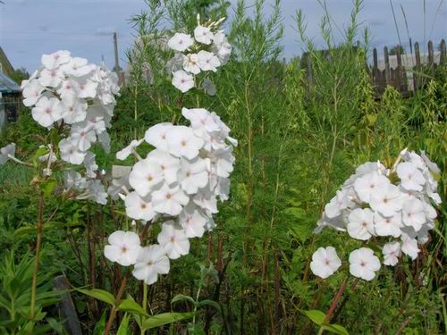 Белый. флоксы