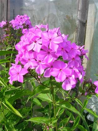 Сиреневые. флоксы