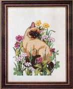 ASN Siamese Cat. Cats