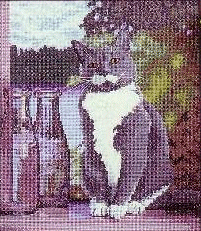 CMH Buffington. Cats