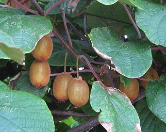 Киви 2. 2  Для Gross-Наты