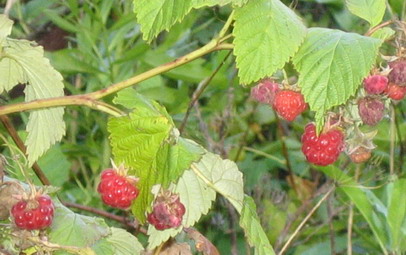 малина. 2  Для Gross-Наты